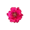 Bijou Brigitte Broche - Crimson Blossom Clearance
