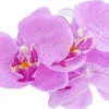 Bijou Brigitte Pince à cheveux - Purple Orchid Best